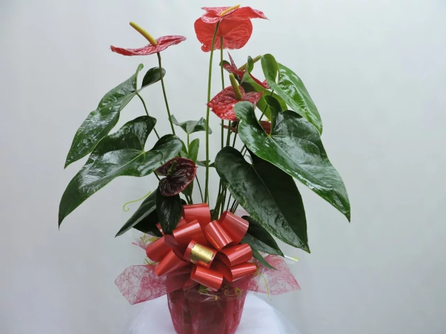 producto de Vivaldi Floristas